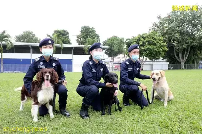 狗狗发威！ 240警犬大队 每年破百案