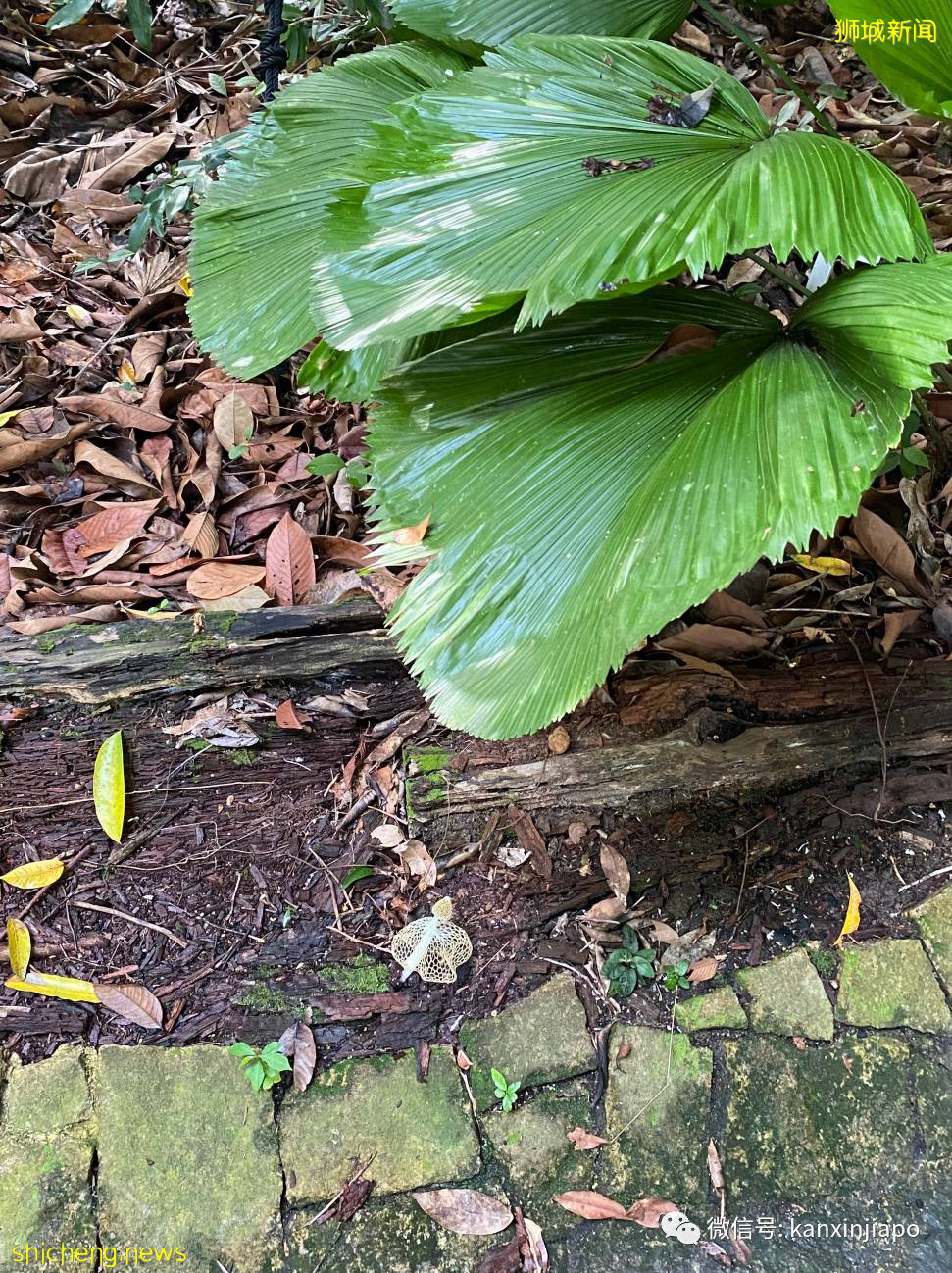 新加坡宅旅游攻略，揭秘惊喜多多的植物园