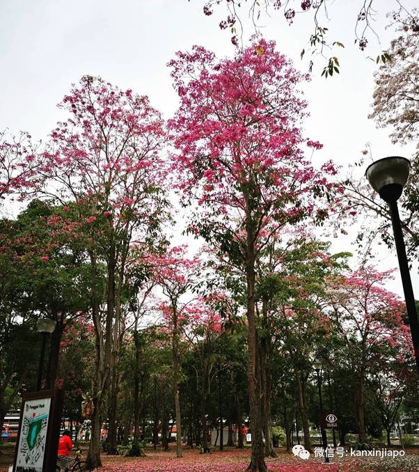 清明踏青，新加坡這些免費賞花地點送你