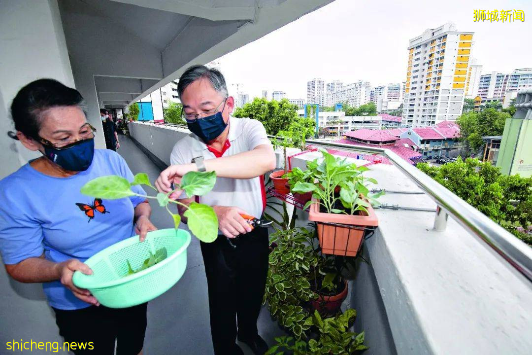 居家种菜 现摘现吃