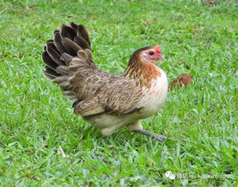 被部长点名的新加坡野鸡，居然是8000岁的祖宗