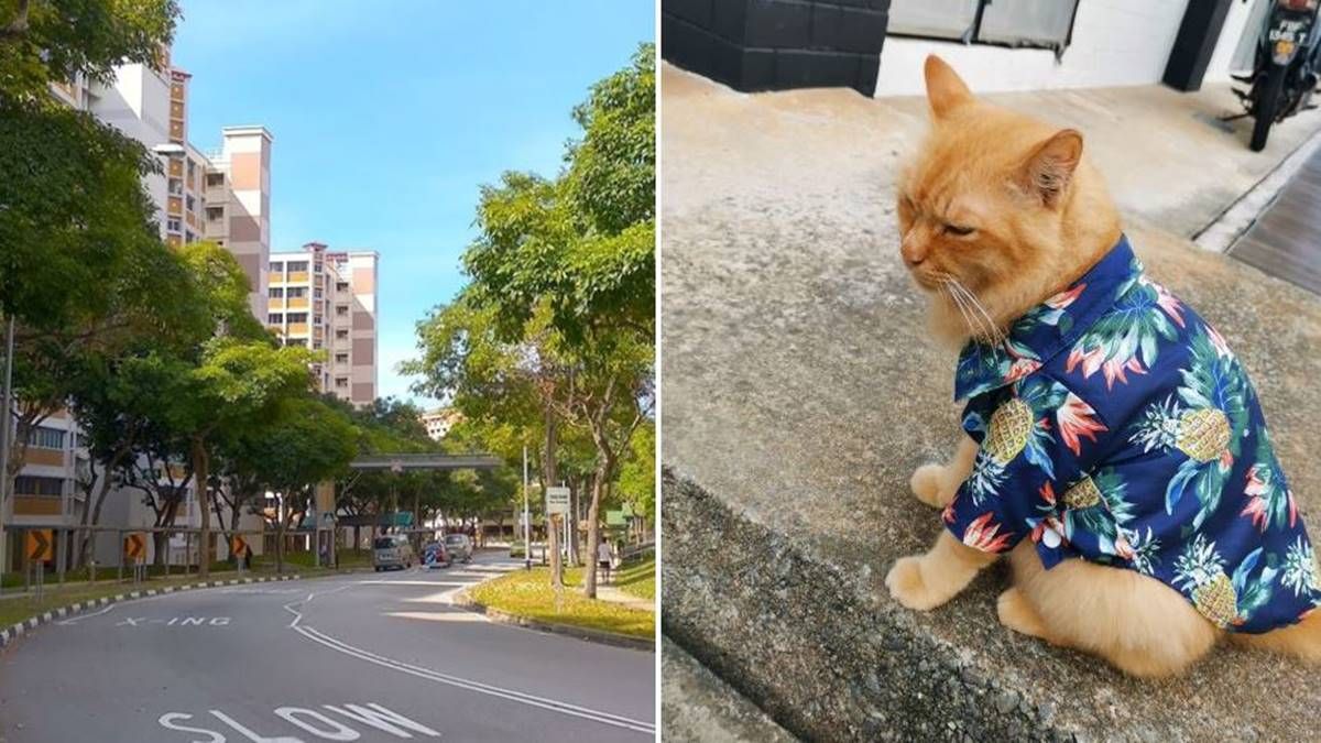 猫在淡滨尼走失了啦！这是谁家的”夏威夷猫”