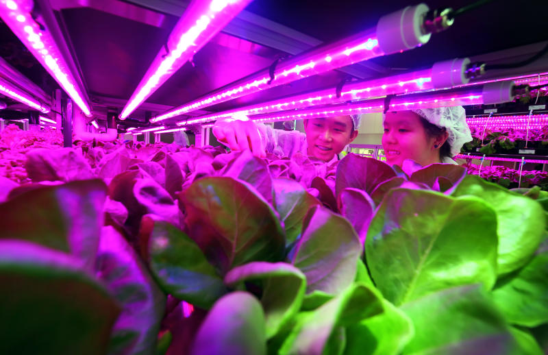 20190212 hydroponic.jpg