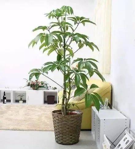 在新加坡哪里买绿植最合适？走起来