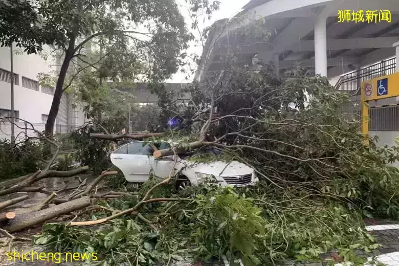 新加坡司机暴雨惊魂！4层楼高大树砸穿挡风玻璃，直插眼前