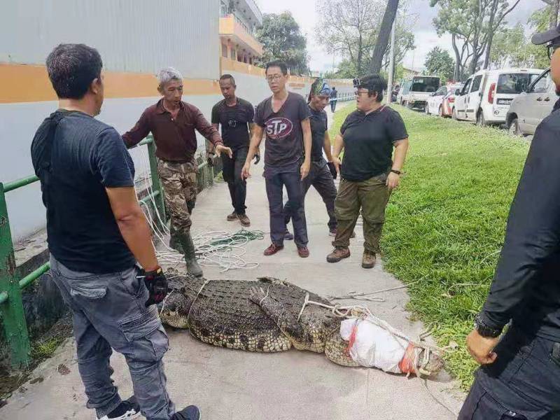 突发！这个海滩惊现一群巨型椰子蟹，还抢烧烤吃！新加坡也被鳄鱼、蜥蜴、蟒蛇、水獭、猴子、野猪、野鸡吓到过