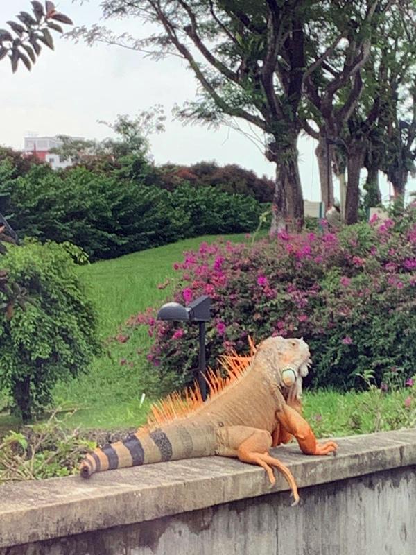 蔡厝港鬣蜥现踪　慎防外来种入侵