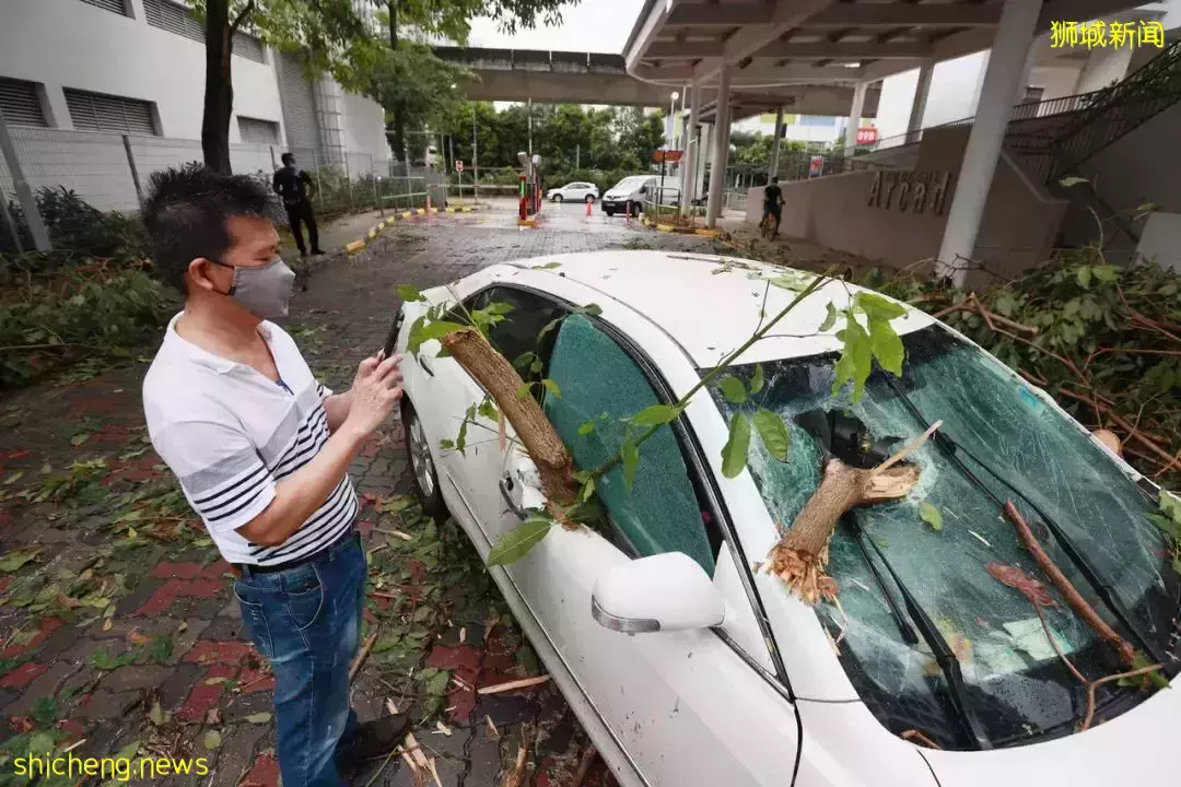 新加坡司机暴雨惊魂！4层楼高大树砸穿挡风玻璃，直插眼前