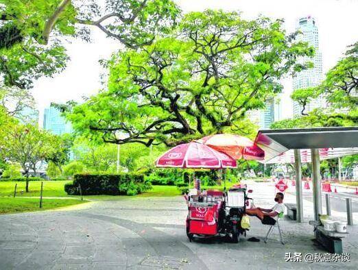 新加坡，全球著名的花园城市，承载着新加坡集体回忆的那些树木