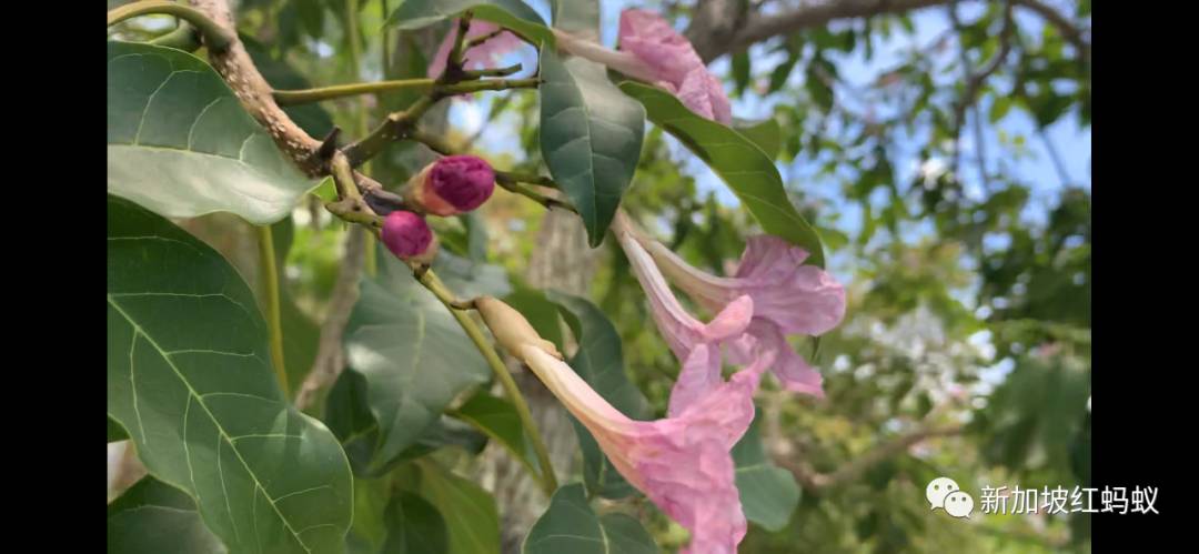 抓住花季的小尾巴　红蚂蚁带你去赏新加坡“樱花”