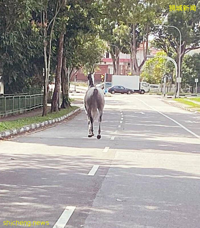 真是“馬”路 車子讓路