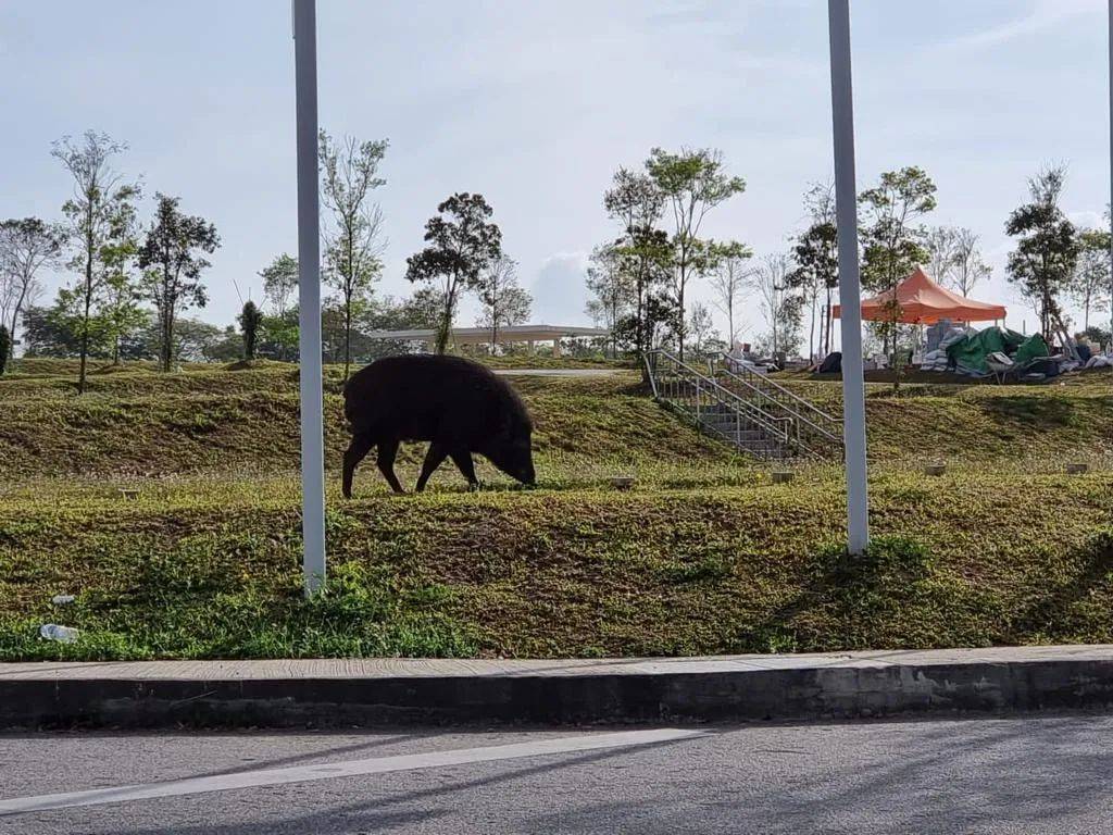 新加坡坟场惊现巨型野猪！网友：收编去动物园吧