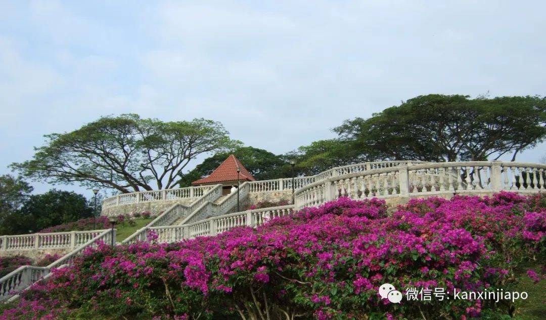 清明踏青，新加坡這些免費賞花地點送你