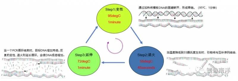 一文读懂PCR技术如何检测Covid