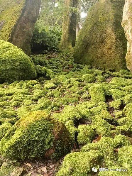 实拍新加坡植物园，居然变成了爱丽丝仙境