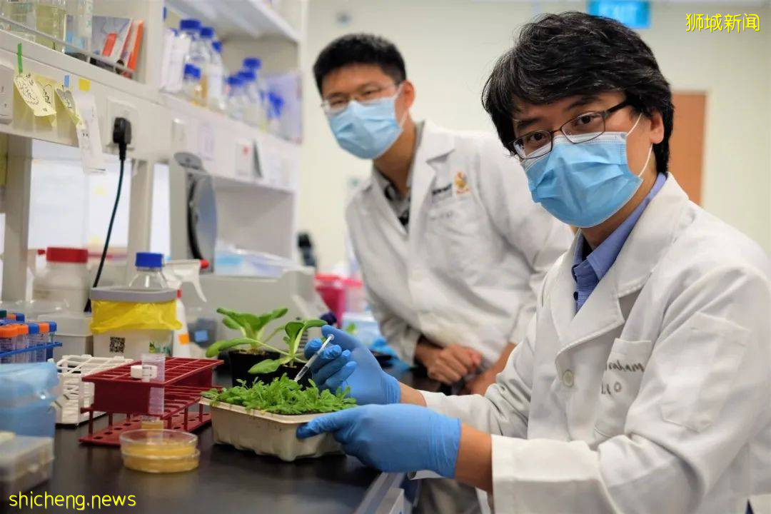 NTU 科学家揭示了“作物杀手”细菌对植物的感染方式