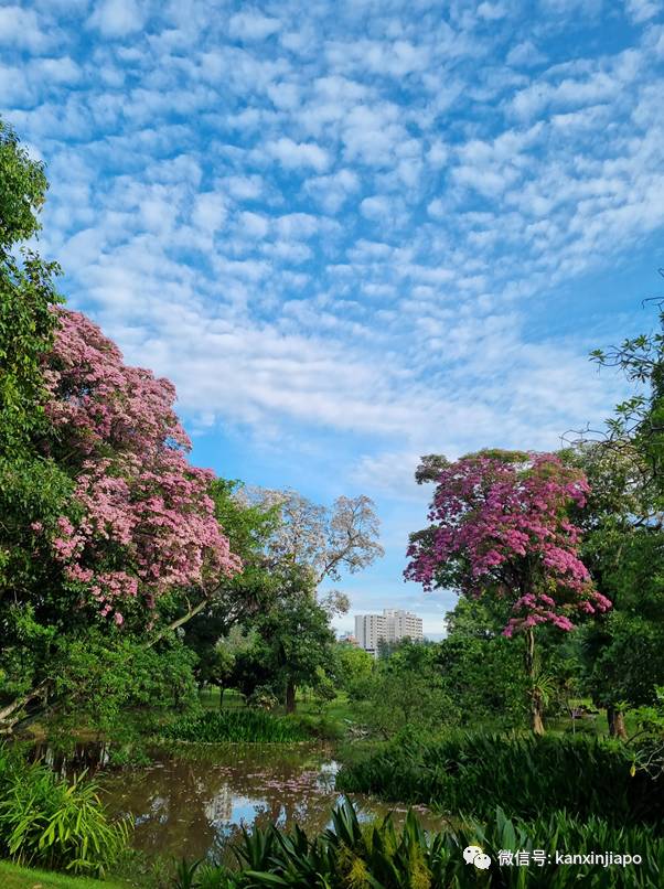 清明踏青，新加坡這些免費賞花地點送你