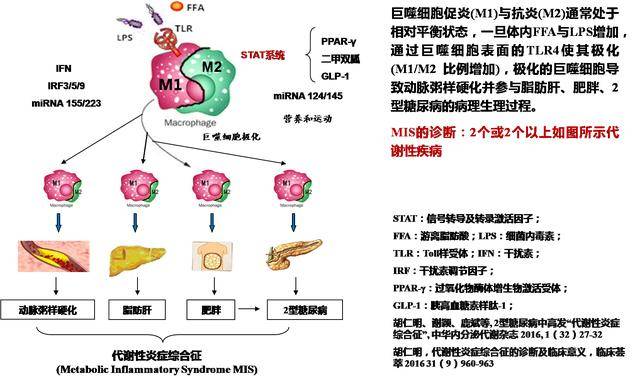 新加坡发现巨噬细胞促进胰岛素产生，证明胡仁明教授的理论