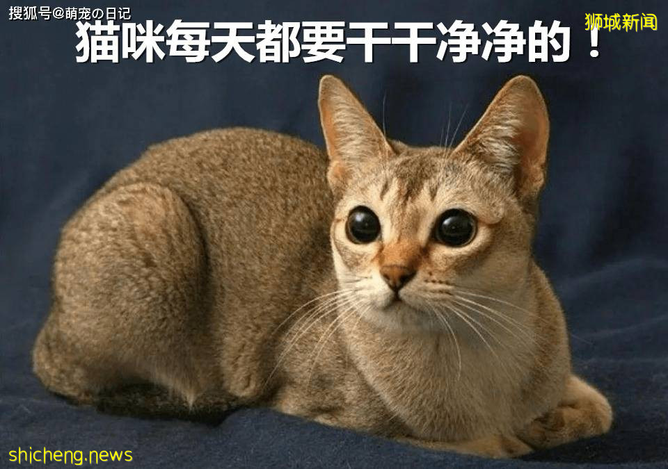 如何饲养新加坡猫？新加坡猫吃什么食物比较好