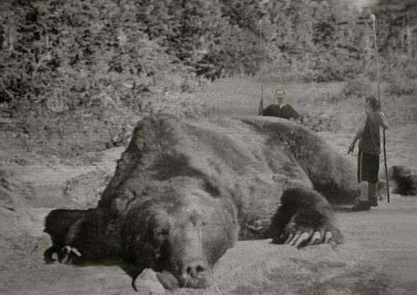 殘忍！上海動物園熊吃人，親眼目睹！新加坡也發生過類似案件！印度最慘