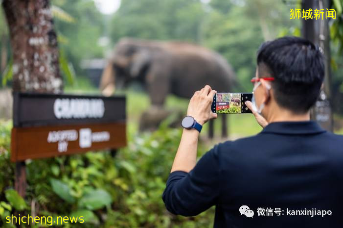 小米新加坡牵手Night Safari动物园网红大象，温情满满