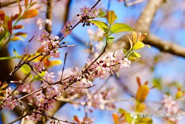 清明踏青，新加坡這些免費賞花地點送你