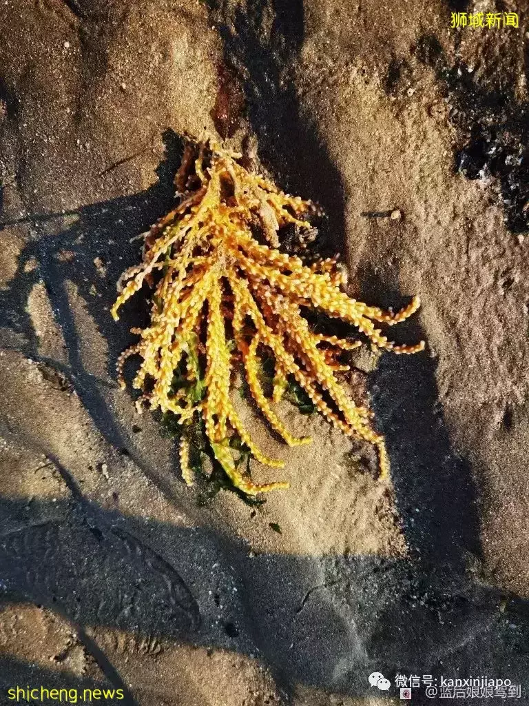 去樟宜海滩赶海吧，那里有最美的日出和从未见过的海洋生物