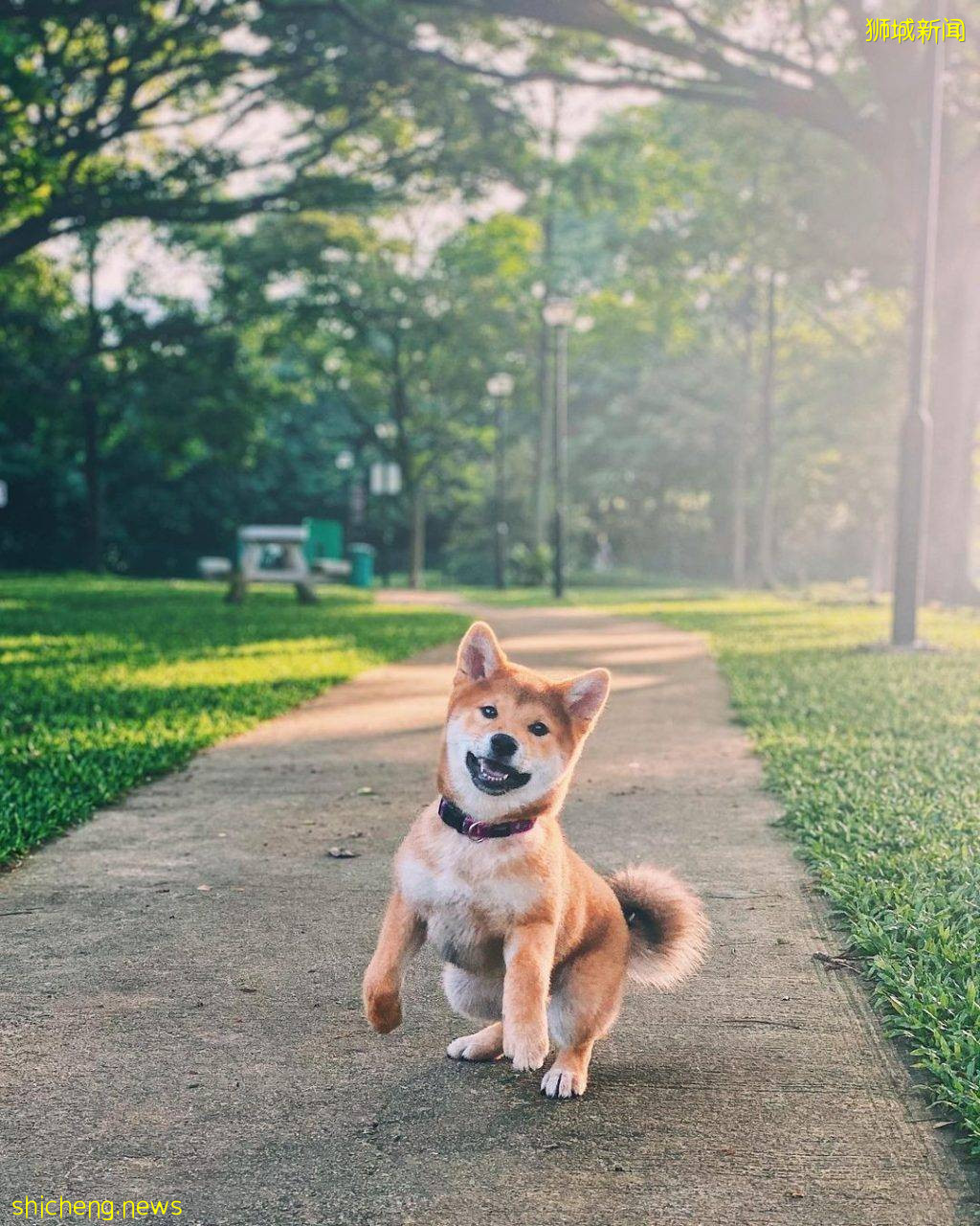 小狗也要出外透透气！精选新加坡8个遛狗公园🐕在Dog Run里快乐奔跑、尽情撒野🐾 