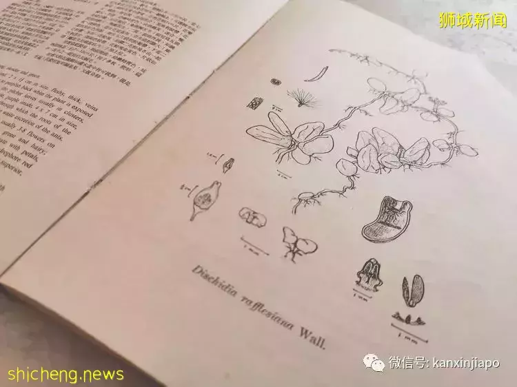 毕业于南大的她靠种植胡椒成为科学院院士