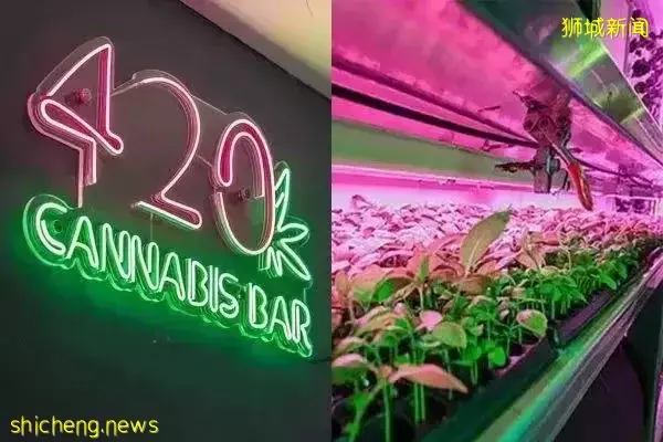 居家可以种大麻？又一个国家大麻合法化！新加坡游客得小心