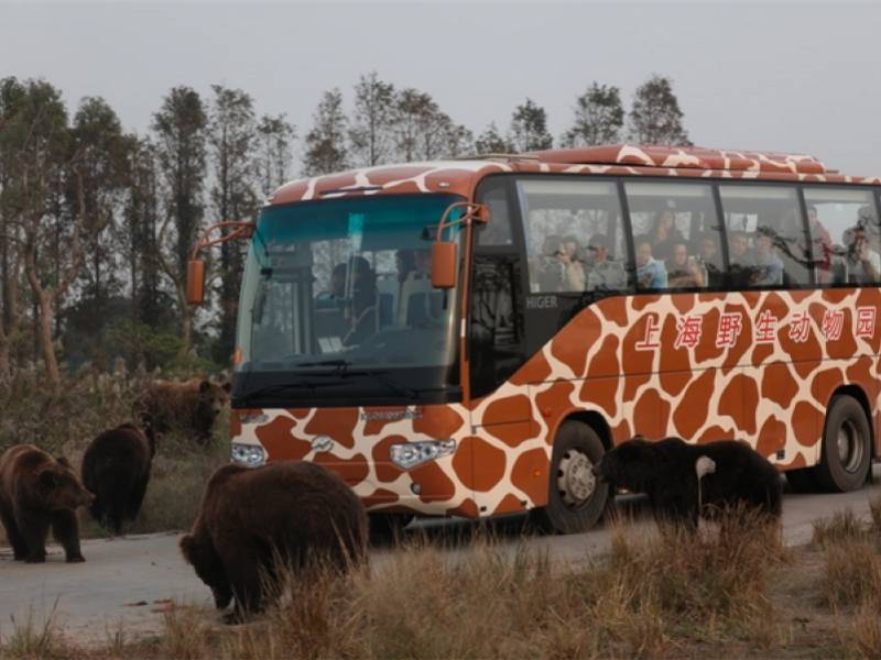 殘忍！上海動物園熊吃人，親眼目睹！新加坡也發生過類似案件！印度最慘