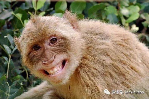 猴子“轉頭咧嘴對我微笑”，它想當新加坡幼兒園學生