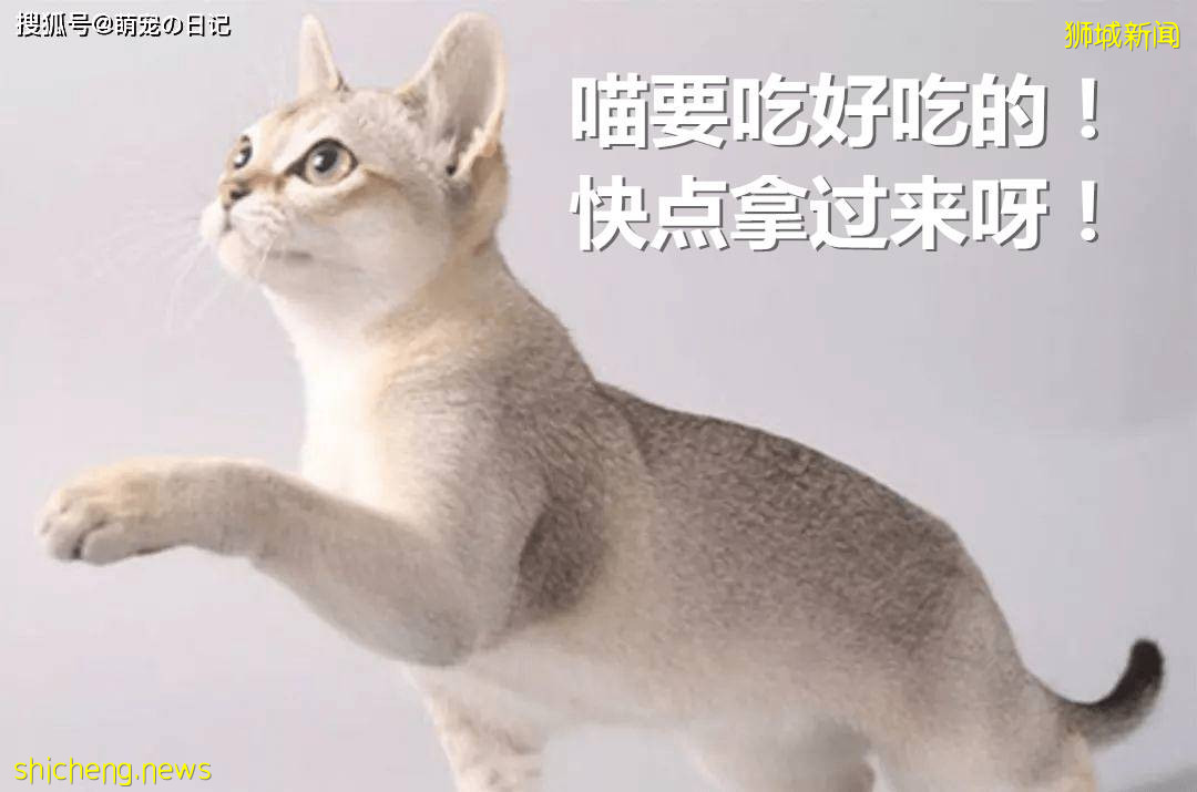 如何饲养新加坡猫？新加坡猫吃什么食物比较好