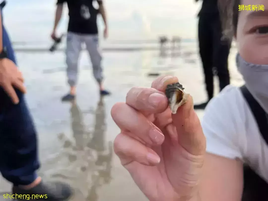 新加坡海滩居然藏着这么多宝贝！海胆、海参、红珊瑚、史前蓝血怪