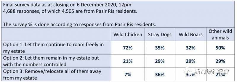 新加坡有多民主？　野雞、流浪狗和野豬的去留，須由區內居民投票表決