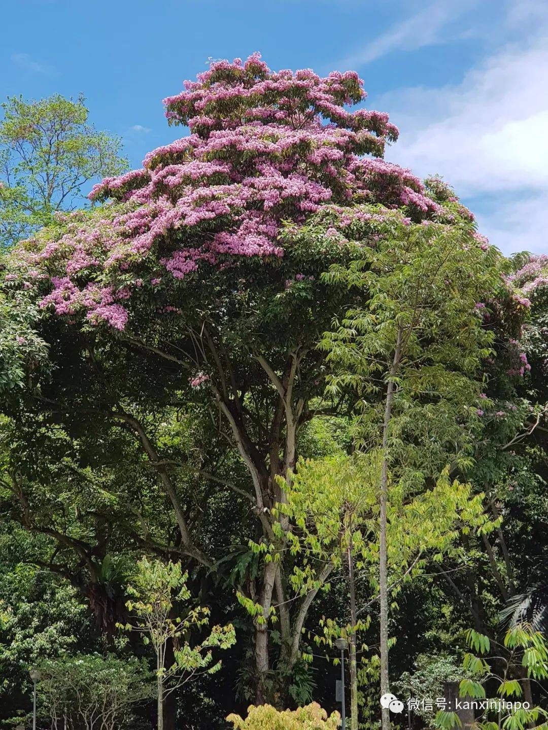 清明踏青，新加坡這些免費賞花地點送你