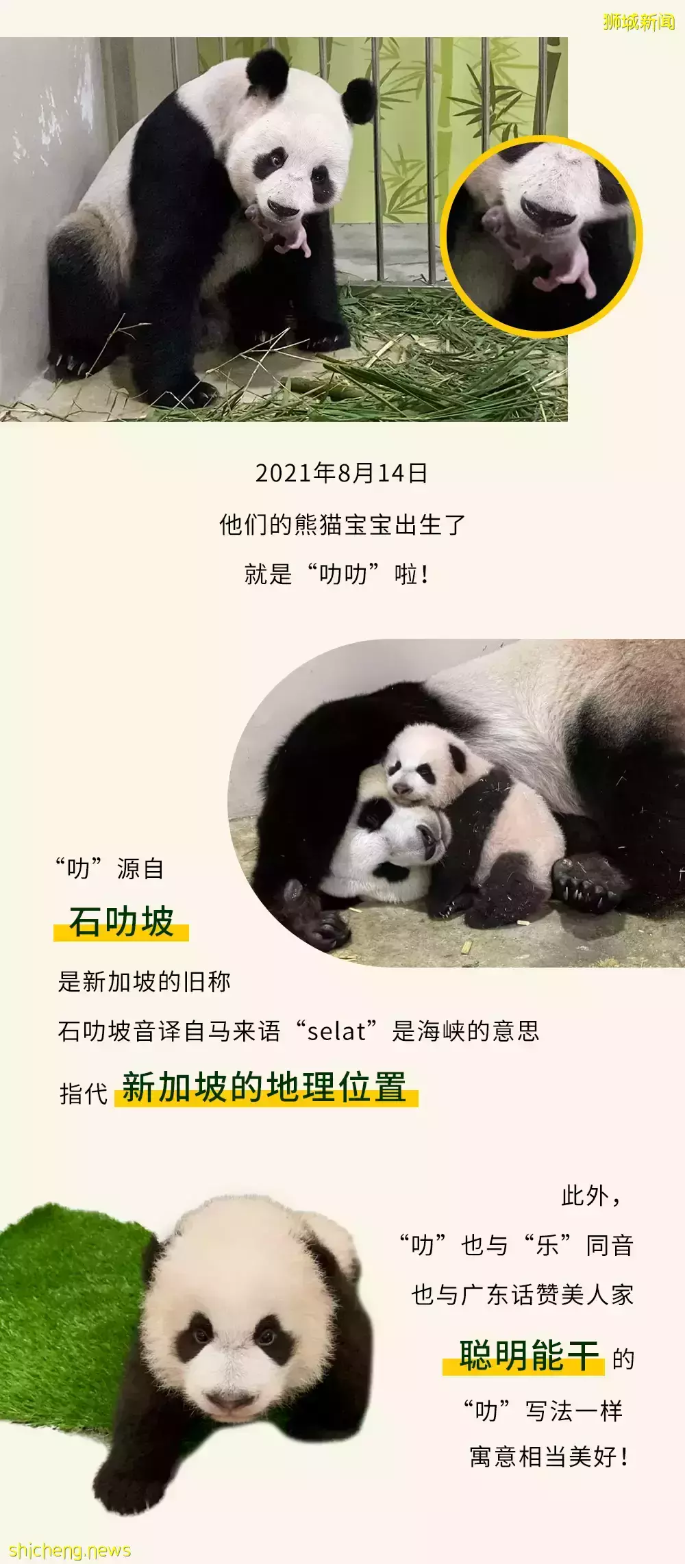 在新加坡河川生态园享受私人导览、“与熊猫共进午餐”是种怎样的体验