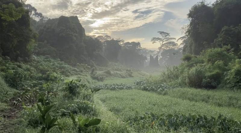 新加坡罕见森林！Clementi Forest绝美净土，未开发自然生态环境🌳 