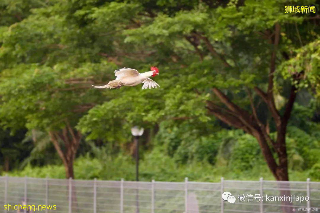 新加坡一白羽公鸡姿态优美飞过河，网友惊呼真“飞鸡”