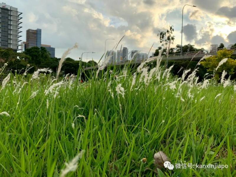 新加坡一直除草，光禿禿有更美