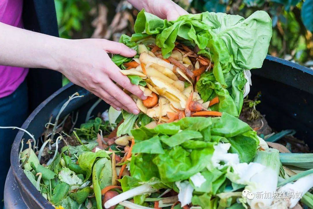 丑蔬果、凹陷罐头、压扁食品、卖剩的面包在新加坡会有什么下场