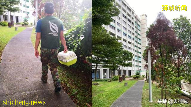 轰动新加坡的中国鸳鸯再遭“通缉”，“冷漠”的当地人齐心护鸟