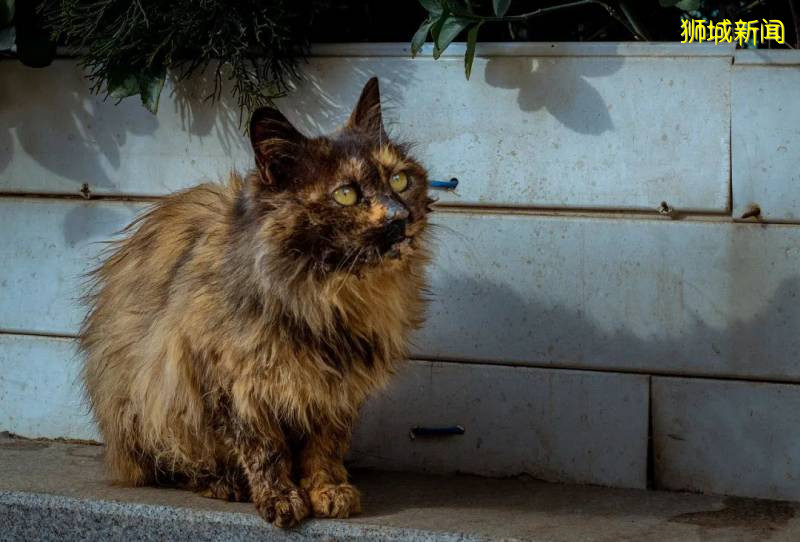 走进新加坡流浪猫的真实生活