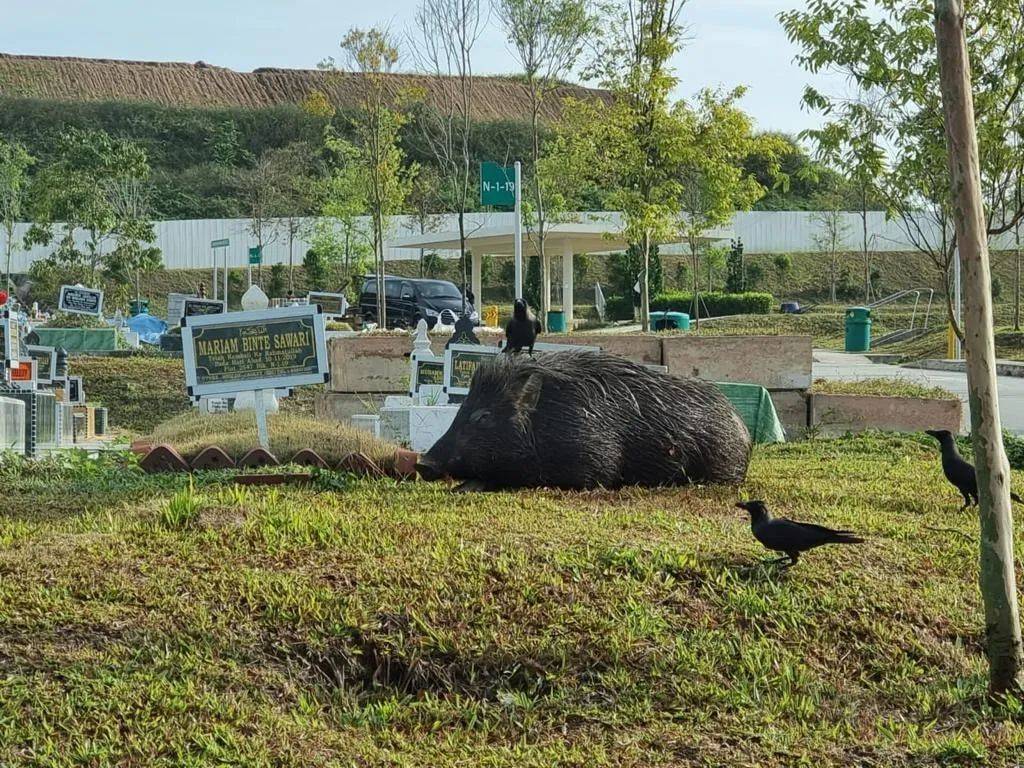 新加坡坟场惊现巨型野猪！网友：收编去动物园吧