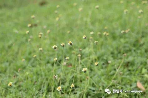 清明踏青，新加坡這些免費賞花地點送你