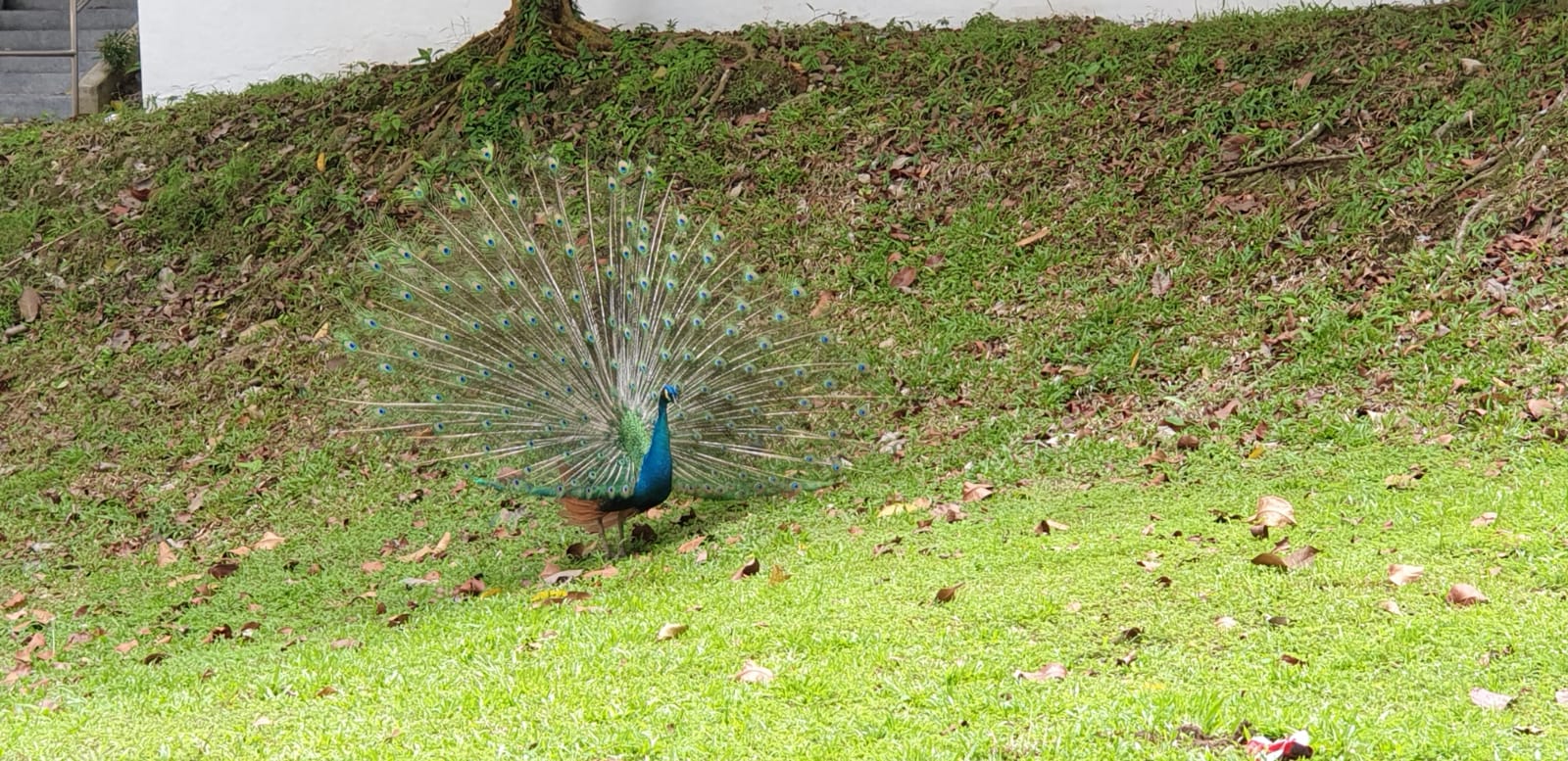 PEACOCK.jpeg