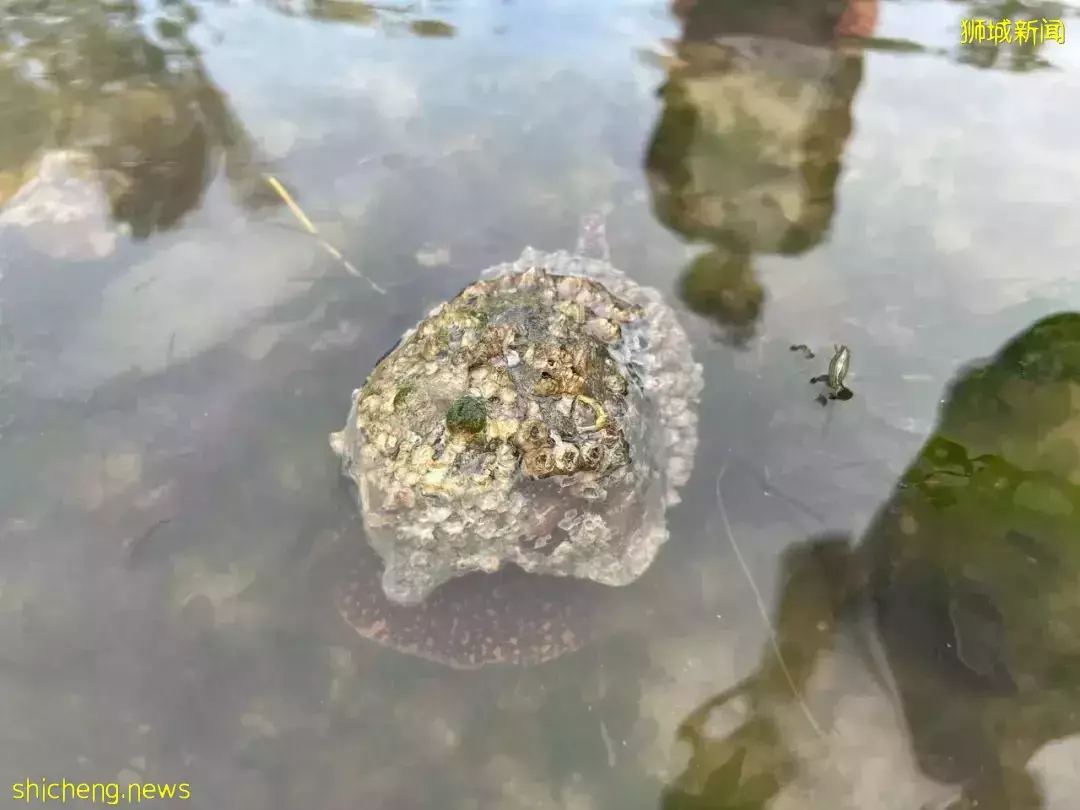 新加坡海滩居然藏着这么多宝贝！海胆、海参、红珊瑚、史前蓝血怪