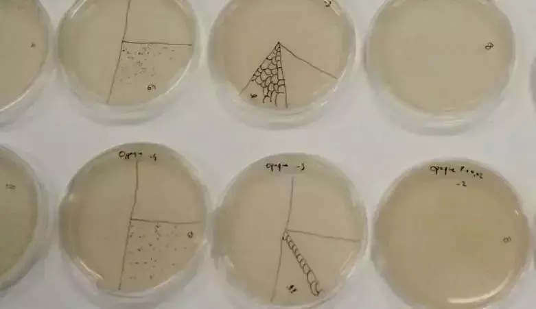 超乎你想像,性感模特的皮衣用真菌制作,新加坡用樹葉做面料