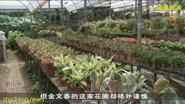 防骨痛熱症病例增加 花圃植物加入滅蚊行列