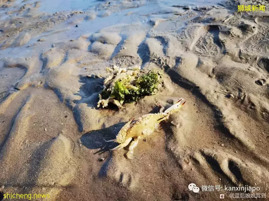 去樟宜海滩赶海吧，那里有最美的日出和从未见过的海洋生物